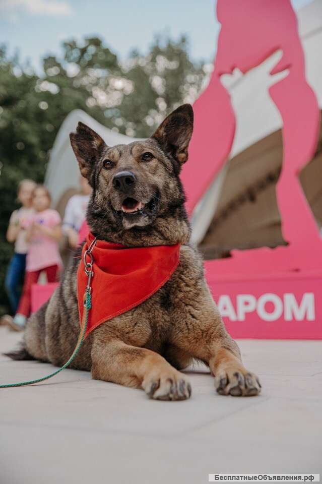 Собака в добрые руки
