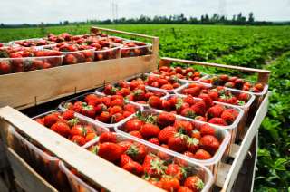 Клубника сезон 2020 от производителя со склада в Краснодаре