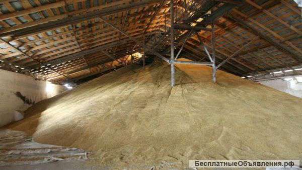 Ячмень оптом от производителя