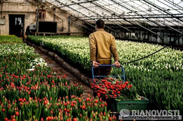 Сотрудники на вахту в тепличный комплекс