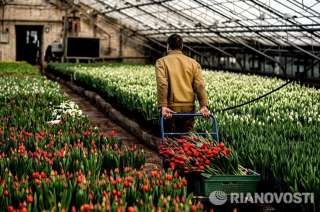 Сотрудники на вахту в тепличный комплекс