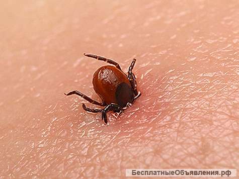 Уничтожение клещей / Обработка от клещей / Акарицидная обработка