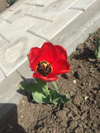 Дом