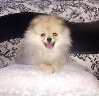 Щенки - шпицы 3,5 мес. (документы)