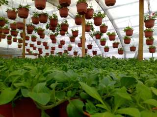 Цветочную и овощную рассаду