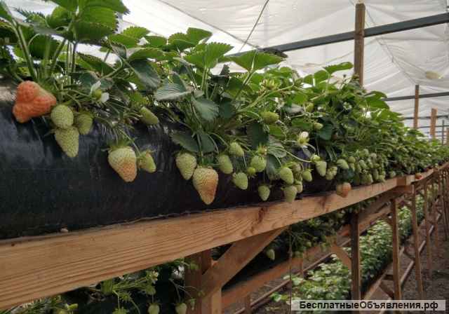 Теплицы по выращиванию клубники