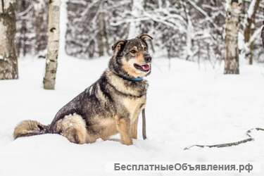 Плюшевый Пуш ищет семью