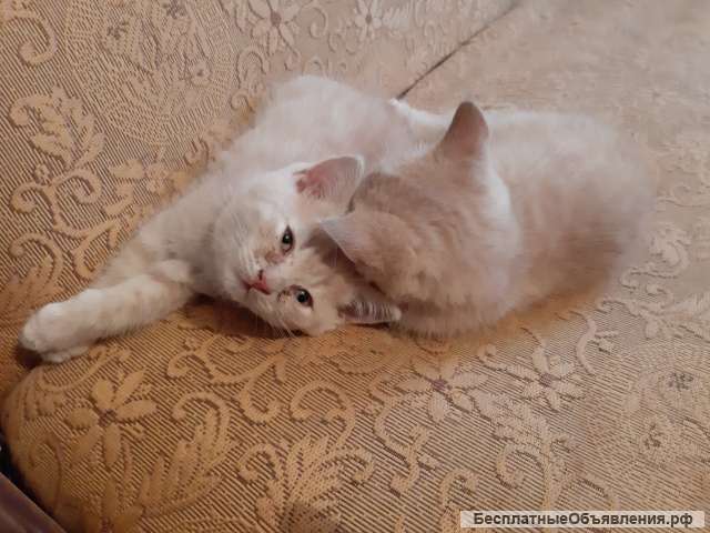 Котята бесплатно