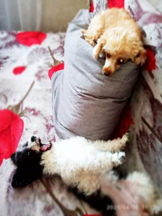 Собака на час. Позитив с хвостиком.