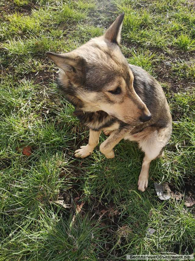 В добрые руки