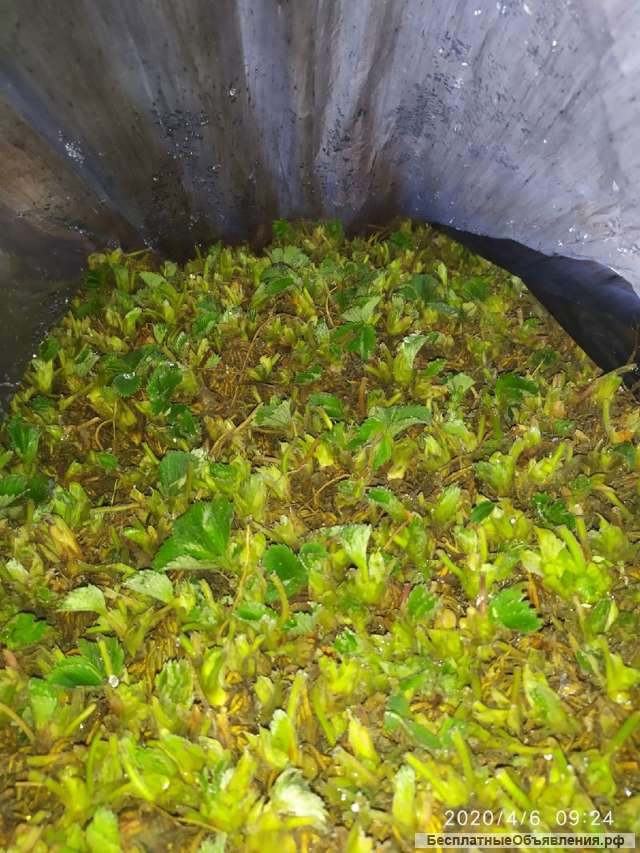 Рассада клубника (фриго)