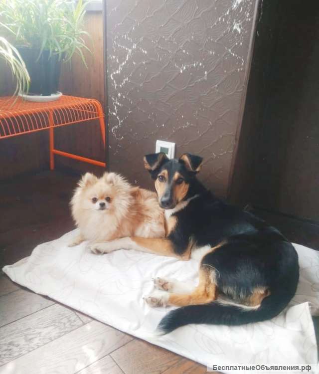 Собака ищет дом