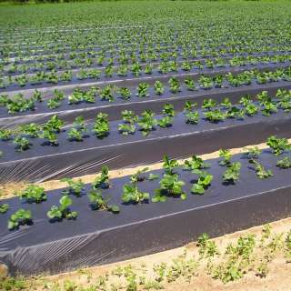 Мульча, мульчирующая пленка