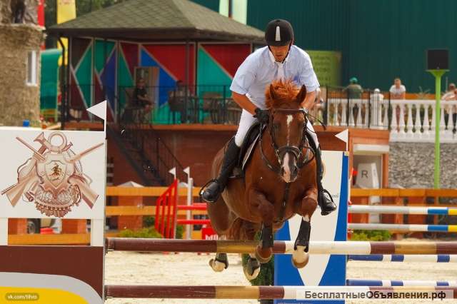 Профессиональный конный спорт. Конкур. Аренда