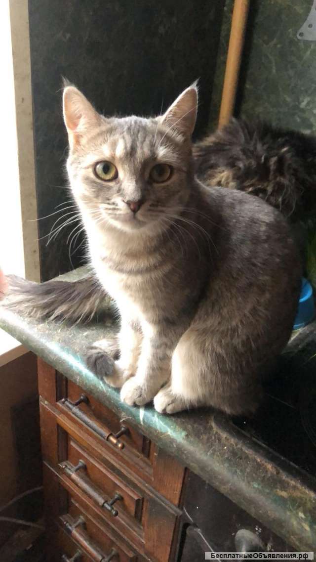 Кошка в добрые руки