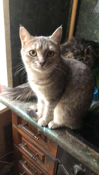 Кошка в добрые руки