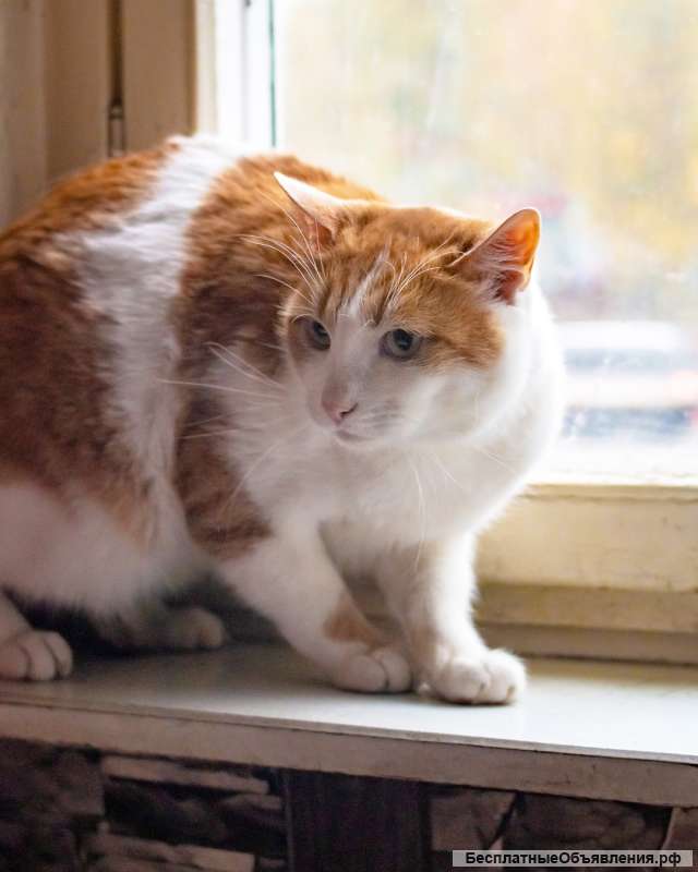 Кот в добрые руки