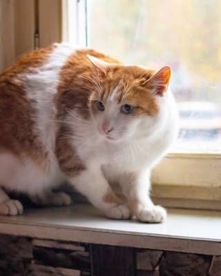 Кот в добрые руки