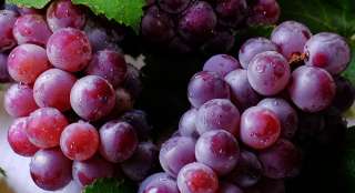 Саженцы лучших сортов сортового винограда