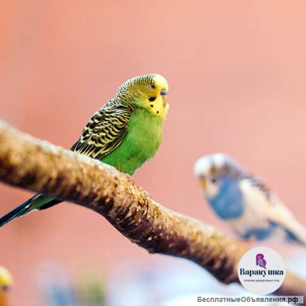Декоративные птицы из питомника: Волнистый попугай, Неразлучники, Амадины и др