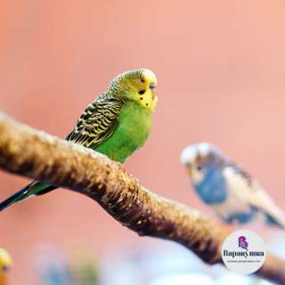 Декоративные птицы из питомника: Волнистый попугай, Неразлучники, Амадины и др