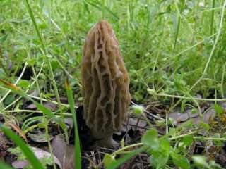 Куплю Сморчок