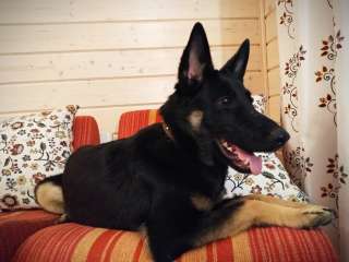 Метис овчарки Вера в добрые руки