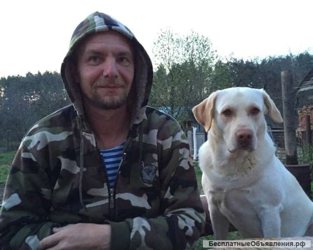Щенков Лабрадора