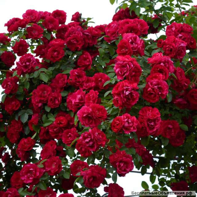 Роза плетистая