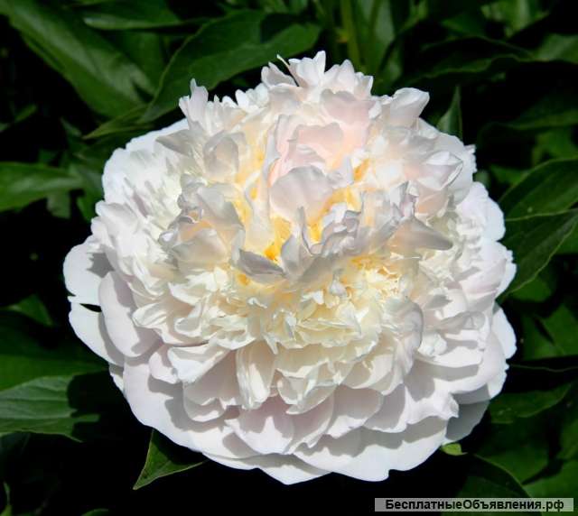 Пионы махровые