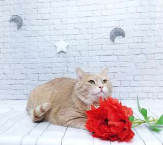 Шикарный кот