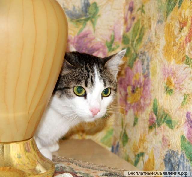 Кошка Дуня ищет хозяина и дом. Отдадим в хорошие руки