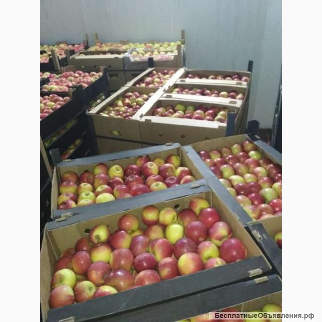 Яблоки оптом