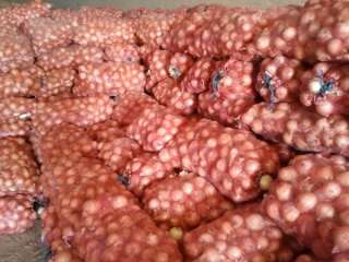 Репчатый лук оптом