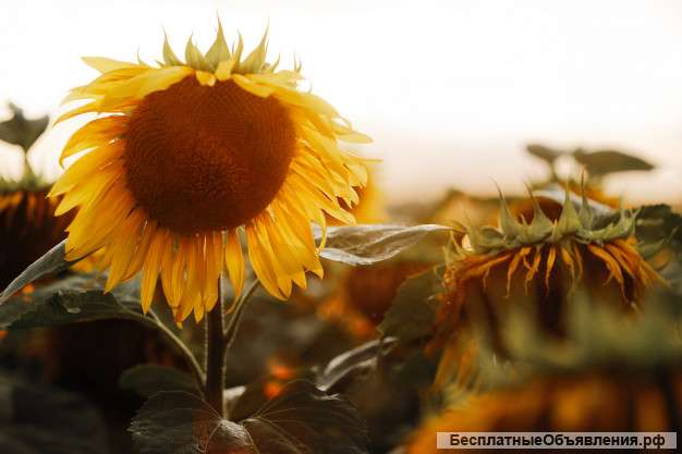 Семена подсолнечника крупноплодный сорт СПК