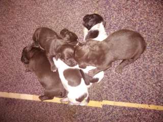 Элементный щенок