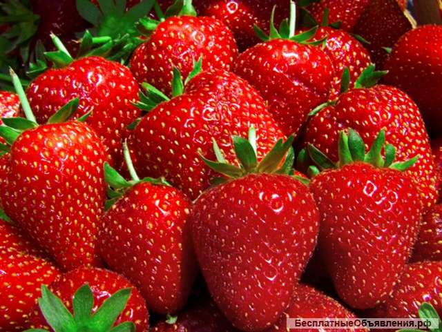 Требуется бригада на сбор клубники