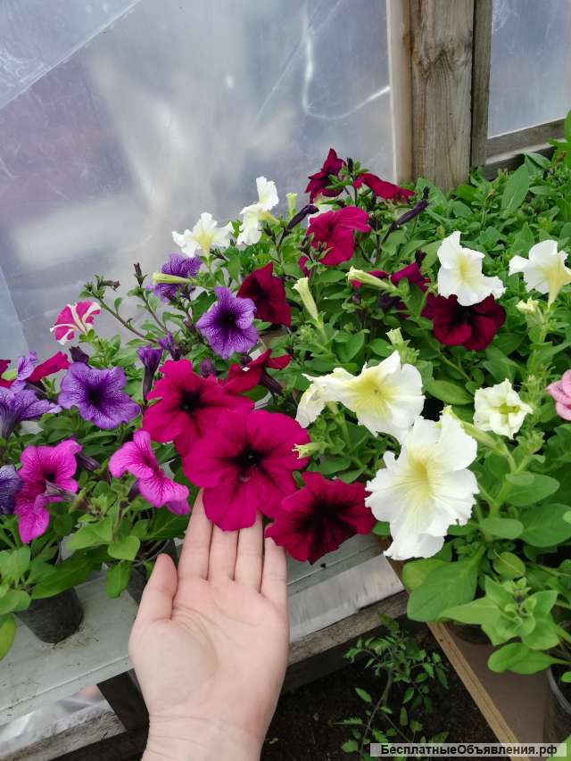 Рассада цветов и овощей