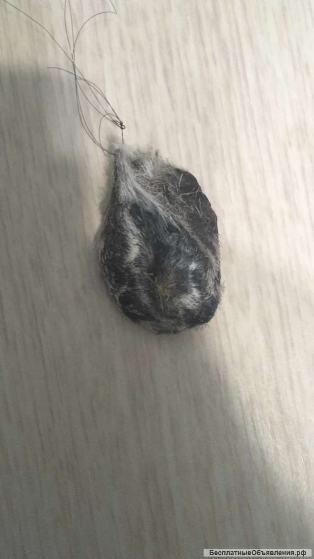 С т р у я к а б а р г и, м у с к у с