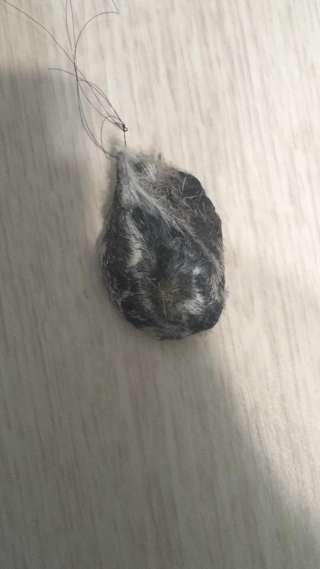 С т р у я к а б а р г и, м у с к у с