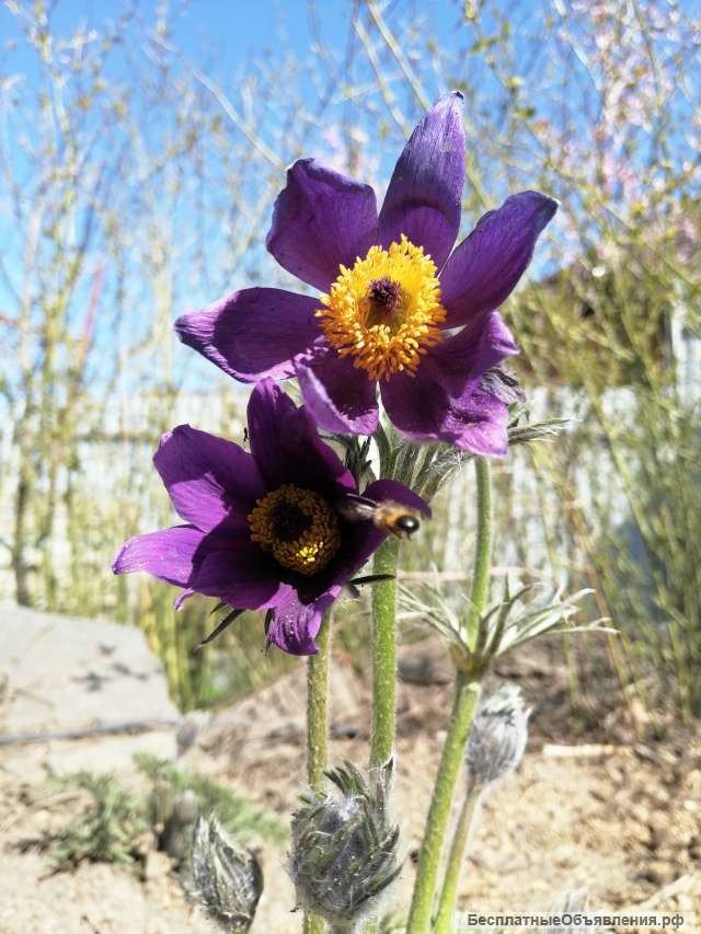 Преобрази свой участок уже завтра с нашими цветущими многолетниками