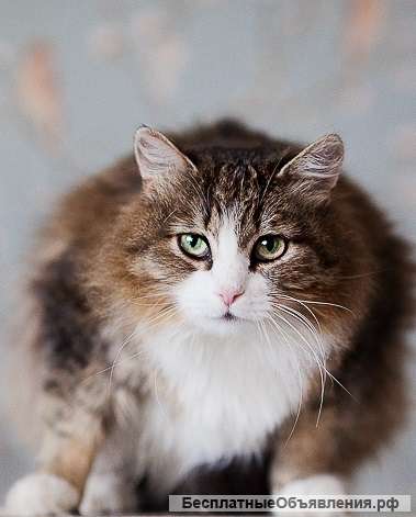 Кошка Анфиса ищет хозяина и дом. Отдадим в хорошие руки