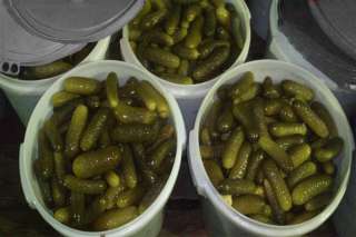 Бочковые огурцы, квашенная капуста, помидоры, яблоки