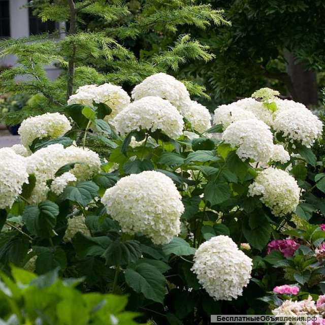Гортензия