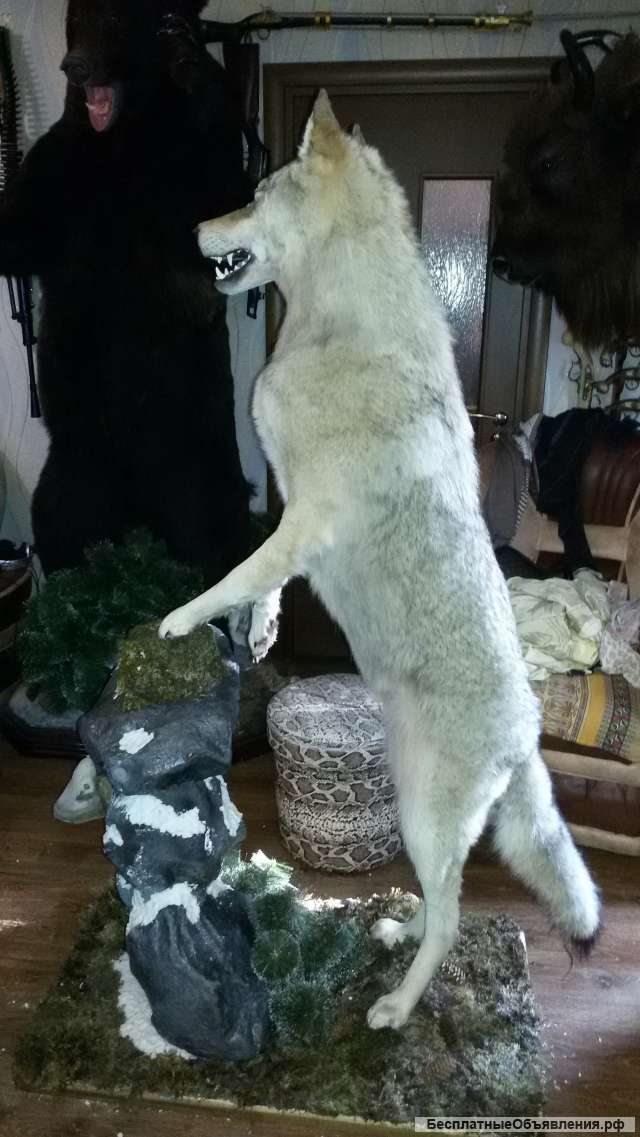 Чучело волка