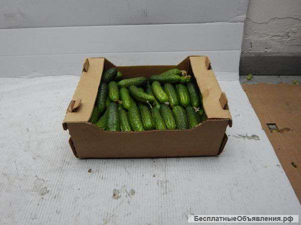 Огурцы ростовские тепличные