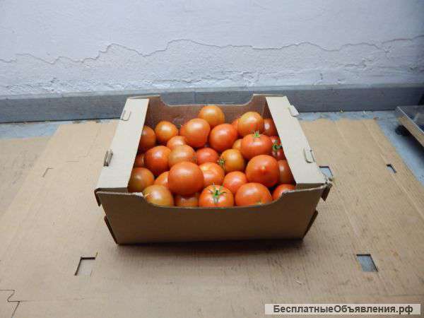 Томат тепличный