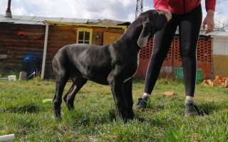 Кобель немецкого дога