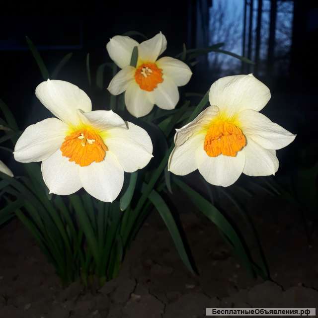 Нарциссы и мускари