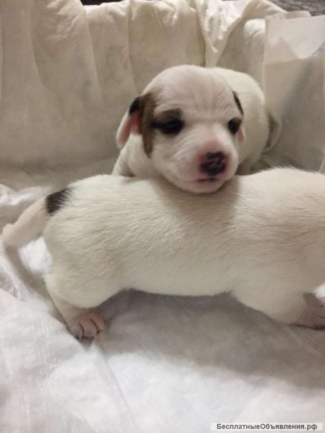 Малышки Джек Рассел терьер